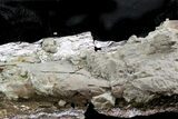 Unprepared Theropod Tibia (Tyrannosaur) - Montana #21546-2